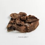 سيلاني ملكي قواقع حجم وسط - تولة