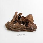 قواقع سيلاني نقوة حجم وسط - تولة