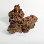 قواقع سيلاني نقوة حجم كبير - تولة