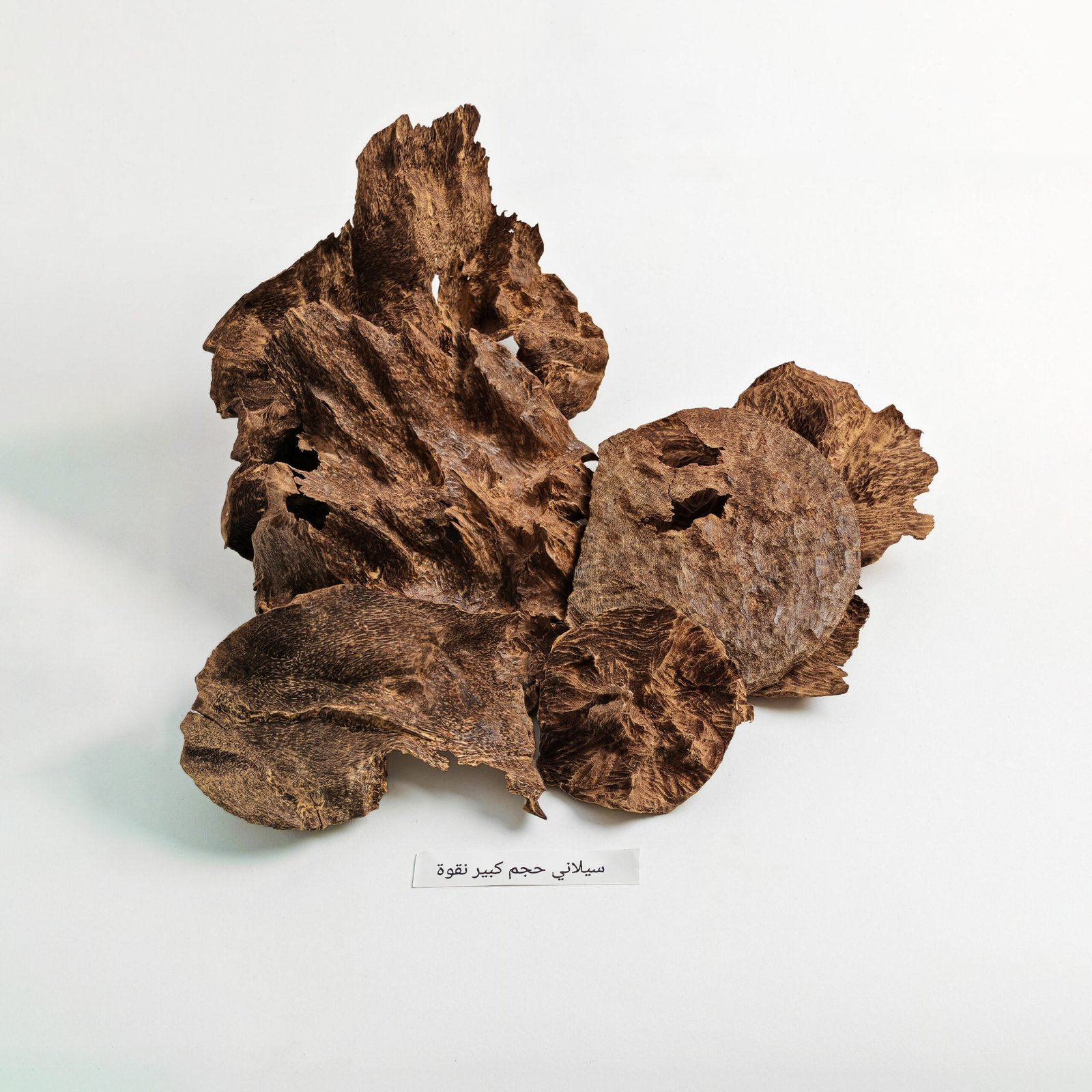 IMG_20260216_115919 قواقع سيلاني نقوة حجم كبير - تولة - الصورة 1